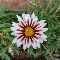 Gazania blume close-up – weiß and lila petal details