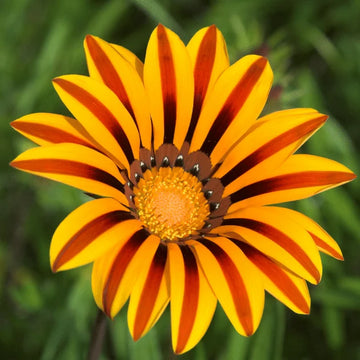 Gazania blume samen for anpflanzung gelb and rot blooms