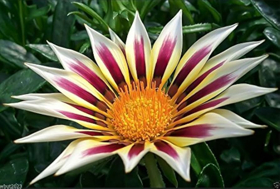 Gazania garten display – bright weiß and lila blooms