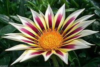 Gazania garten display – bright weiß and lila blooms
