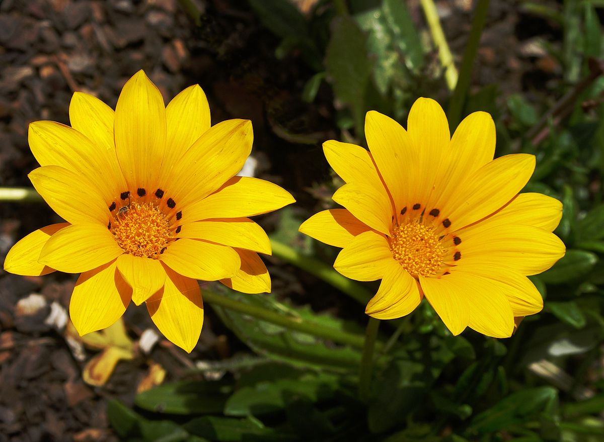 Gazania blumen wachsend in garten bed