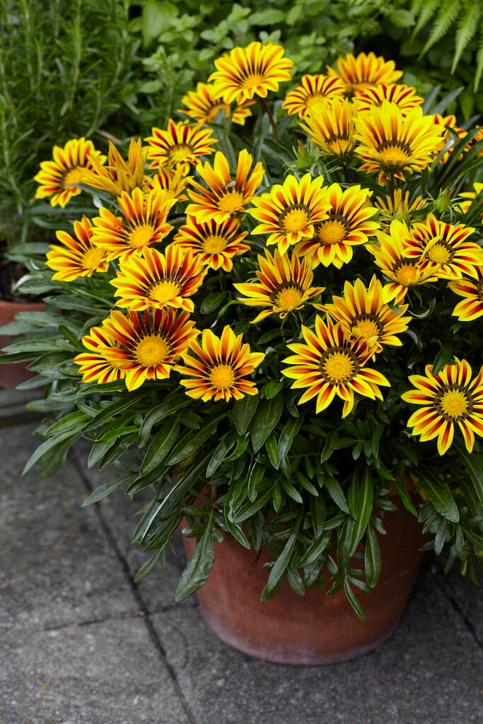 Gazania blumen in töpfen and containers