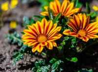 Gelb Rot Mittagsgold Rigens Blume Samen zur Aussaat leuchtend Blüten Garten