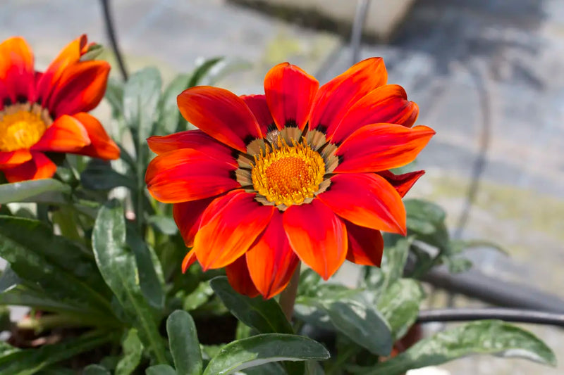Rot Orange Mittagsgold Blumensamen zur Aussaat – ideal Rabatten – Traditionssorte & ohne Gentechnik Samen Hausgarten