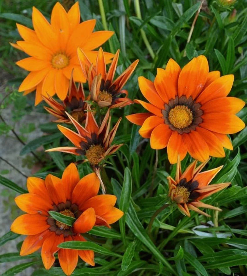 Orange gazania blumen in garten beds and borders