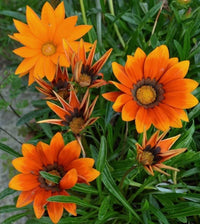 Orange gazania blumen in garten beds and borders