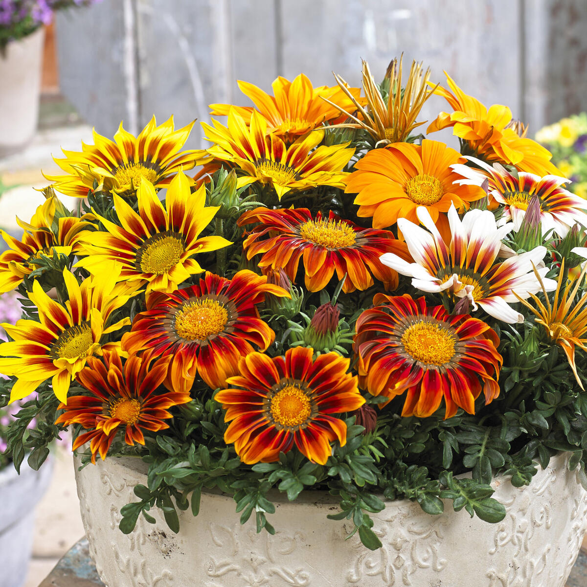 Mittagsgold riesig Blumensamen – ideal einfache Aussaat