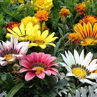 Vibrant gazania rigens blume samen for colorful garten blooms
