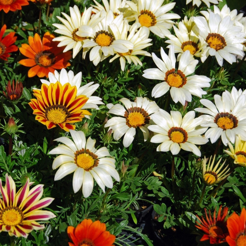 Bright gazania blume samen for containers and patios
