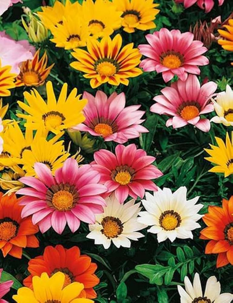 Gazania rigens samen for borders and garten beds
