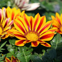 Gazania (gazania blume) samen for anpflanzung in home garten