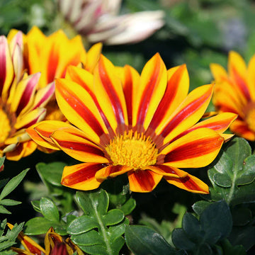 Gazania (gazania blume) samen for anpflanzung in home garten