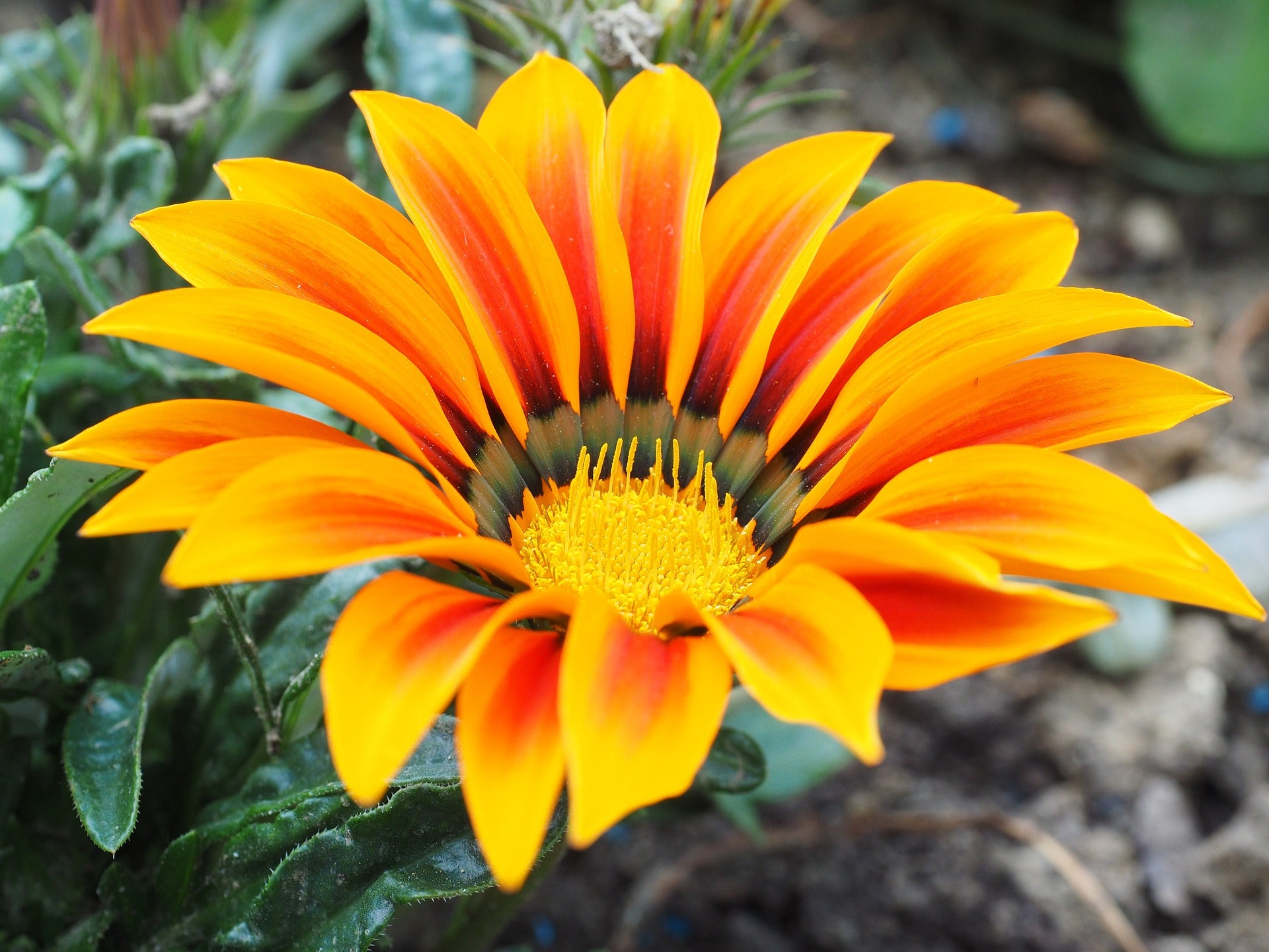 Mittagsgold Blumensamen zur Aussaat Anzucht Traditionssorte & ohne Gentechnik Samen Hausgarten