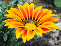 Mittagsgold riesig Blumensamen – ideal einfache Aussaat