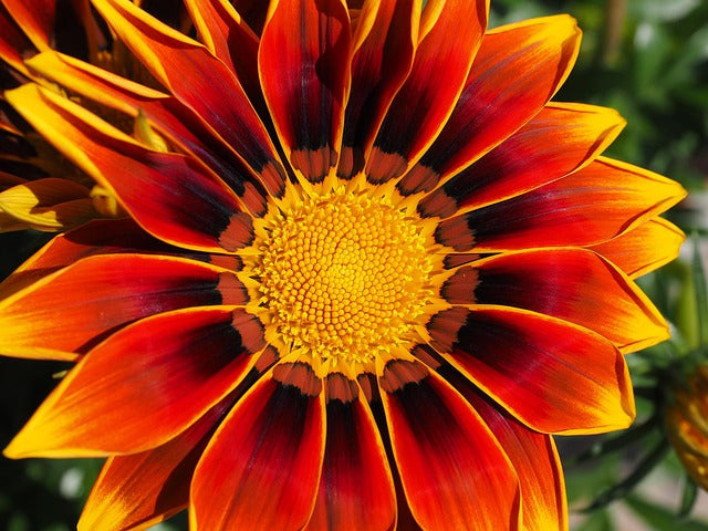 Rot Gelb Mittagsgold Blumensamen Aussaat