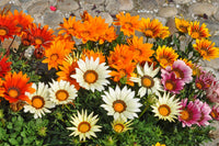 exotisch Mittagsgold Blumensamen zur Aussaat verschönert Garten!