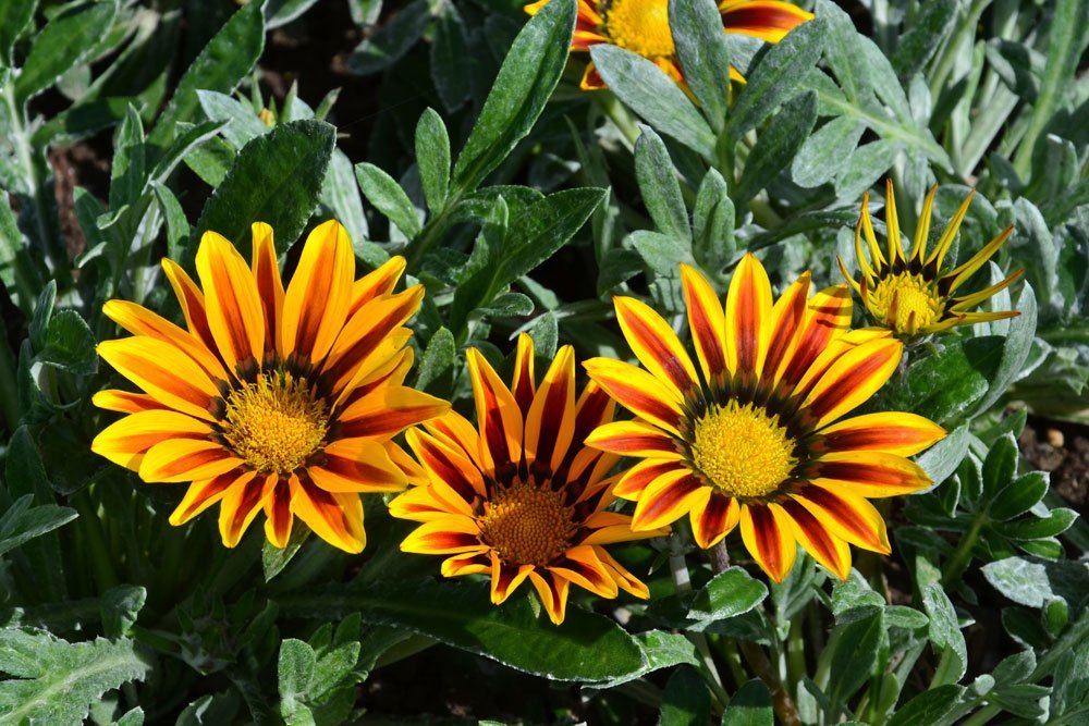 Mittagsgold riesig Blumensamen – ideal einfache Aussaat