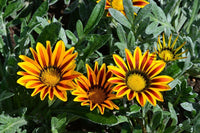 Mittagsgold riesig Blumensamen – ideal einfache Aussaat