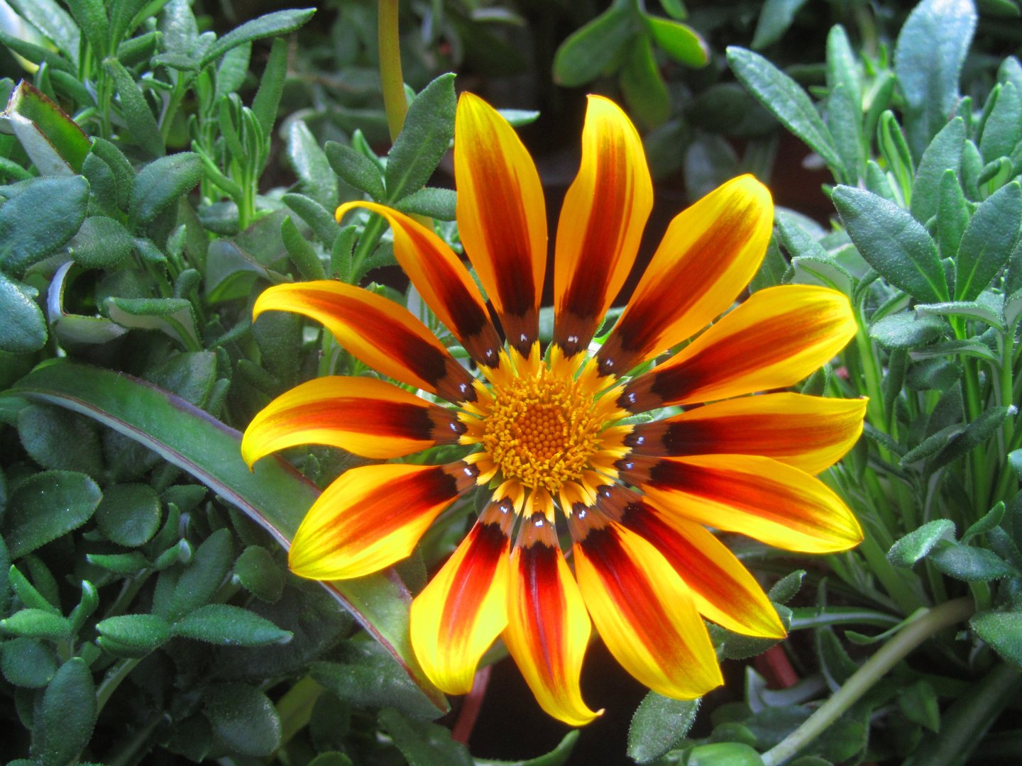 Rosa Gelb Mittagsgold Blumensamen zur Aussaat hochwertige Qualitäts- Traditionssorte & ohne Gentechnik Samen Hausgarten