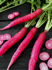 Rot Carrot Gemüse Samen zum Pflanzen