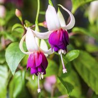 Weiß Lila Fuchsie Hybrida Blumensamen – Garten beliebt Traditionssorte & ohne Gentechnik