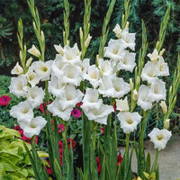 Creme Weiß Gladiole Blumensamen zur Aussaat farbenfroh Schau Traditionssorte & ohne Gentechnik Samen Hausgarten