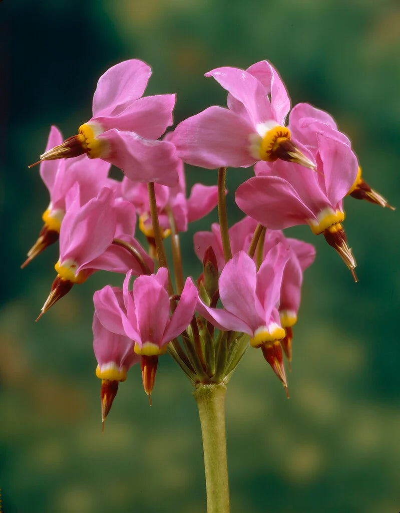 Rosa Weiß Dodecatheon Blumensamen zur Aussaat – kompakt Wuchs – Traditionssorte & ohne Gentechnik Samen Hausgarten