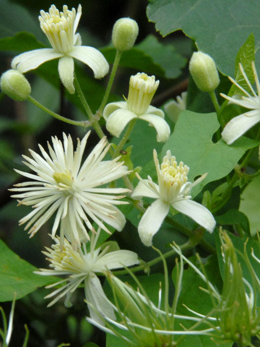 hell Grün Waldrebe Blumensamen zur Aussaat farbenfroh Schau Traditionssorte & ohne Gentechnik Samen Hausgarten