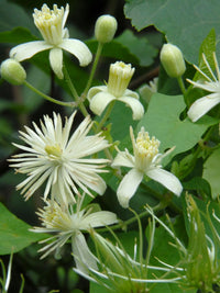 hell Grün Waldrebe Blumensamen zur Aussaat farbenfroh Schau Traditionssorte & ohne Gentechnik Samen Hausgarten
