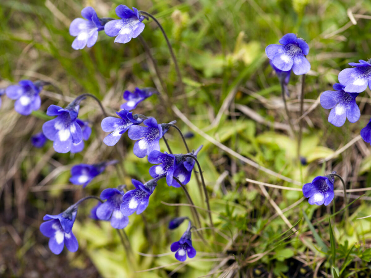 Fettkraut Poldinii Blumensamen zur Aussaat Wildblume Mischung Traditionssorte & ohne Gentechnik Samen Hausgarten