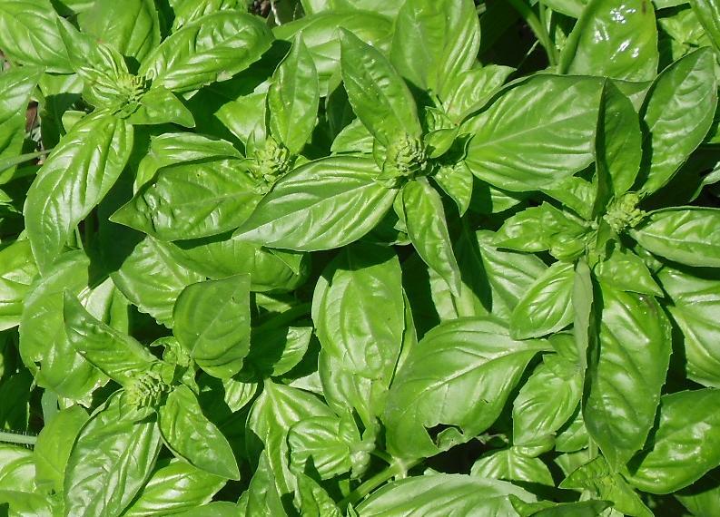 Genovese Basil grown from Samen in containers and raised beds