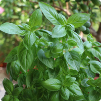 Genovese Basil Samen Ocimum basilicum Anbau large aromatic green leaves