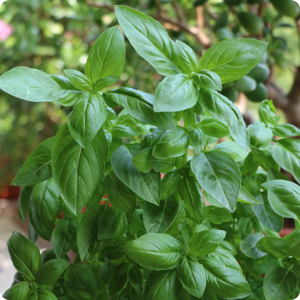 Genovese Basil Samen Ocimum basilicum Anbau large aromatic green leaves