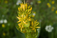 Gelb Gentian Blumensamen zur Aussaat – leuchtend mehrjährige Blüten für Ihren Garten