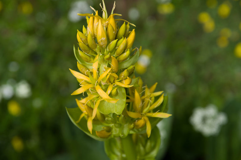 Gelb Gentian Blumensamen zur Aussaat – leuchtend mehrjährige Blüten für Ihren Garten