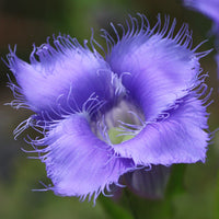 Gentiana Crinita Blumensamen zur Aussaat Bestäuber freundlich Traditionssorte & ohne Gentechnik Samen Hausgarten