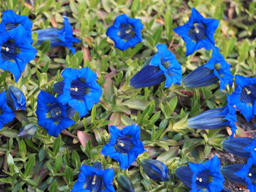 Gentiana acaulis blau blume samen for garten anpflanzung