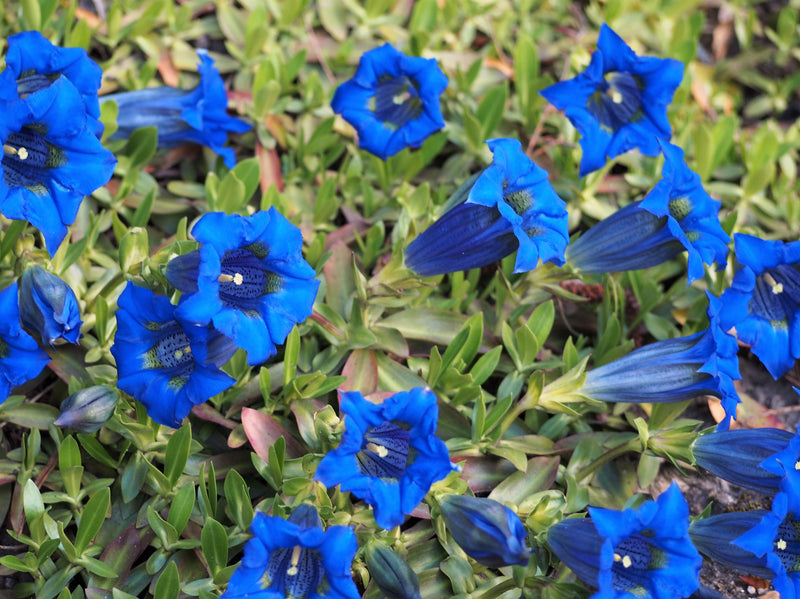 Gentiana acaulis blau blume samen for garten anpflanzung