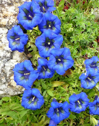 Blau gentiana acaulis blumen in rock garten