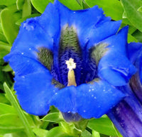 Gentiana acaulis alpine pflanze wachsend outdoors