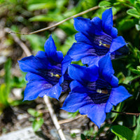 Gentiana acaulis seedlings in early growth stage
