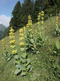Great Yellow Gentian Pflanze Anbau in Garten
