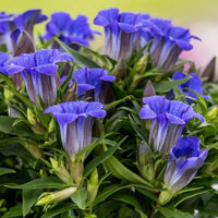 Gentiana Scabra Samen zur Aussaat – Blau Blumensamen