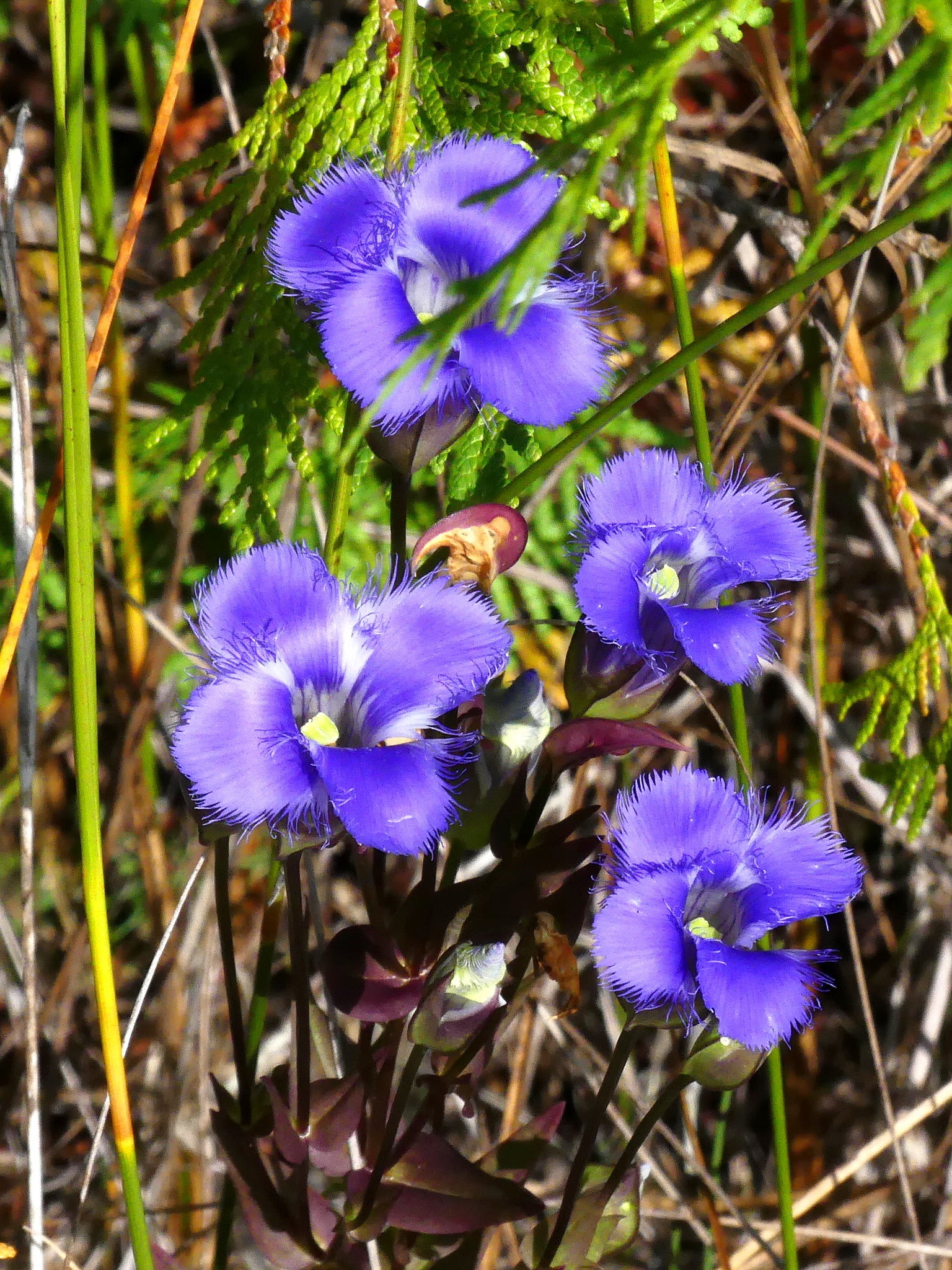 Gentiana Crinita Blumensamen zur Aussaat Bestäuber freundlich Traditionssorte & ohne Gentechnik Samen Hausgarten