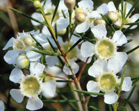 Geraldton’s Blumensamen zur Aussaat saisonal Dauerblüher Traditionssorte & ohne Gentechnik Samen Hausgarten