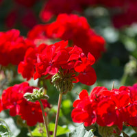 Rosa Rot Geranie Blumensamen zur Aussaat kompakt Wuchs Traditionssorte & ohne Gentechnik Samen Hausgarten