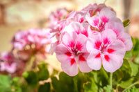 Geranie Pelargonium Blumensamen zur Aussaat Garten beliebt Traditionssorte & ohne Gentechnik Samen Hausgarten