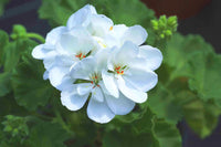 Weiß Geranie Blumensamen zur Aussaat – lang Blüte Saison – Traditionssorte & ohne Gentechnik Samen Hausgarten