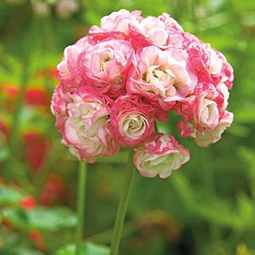 Apple blossom baby rosa geranium samen for anpflanzung