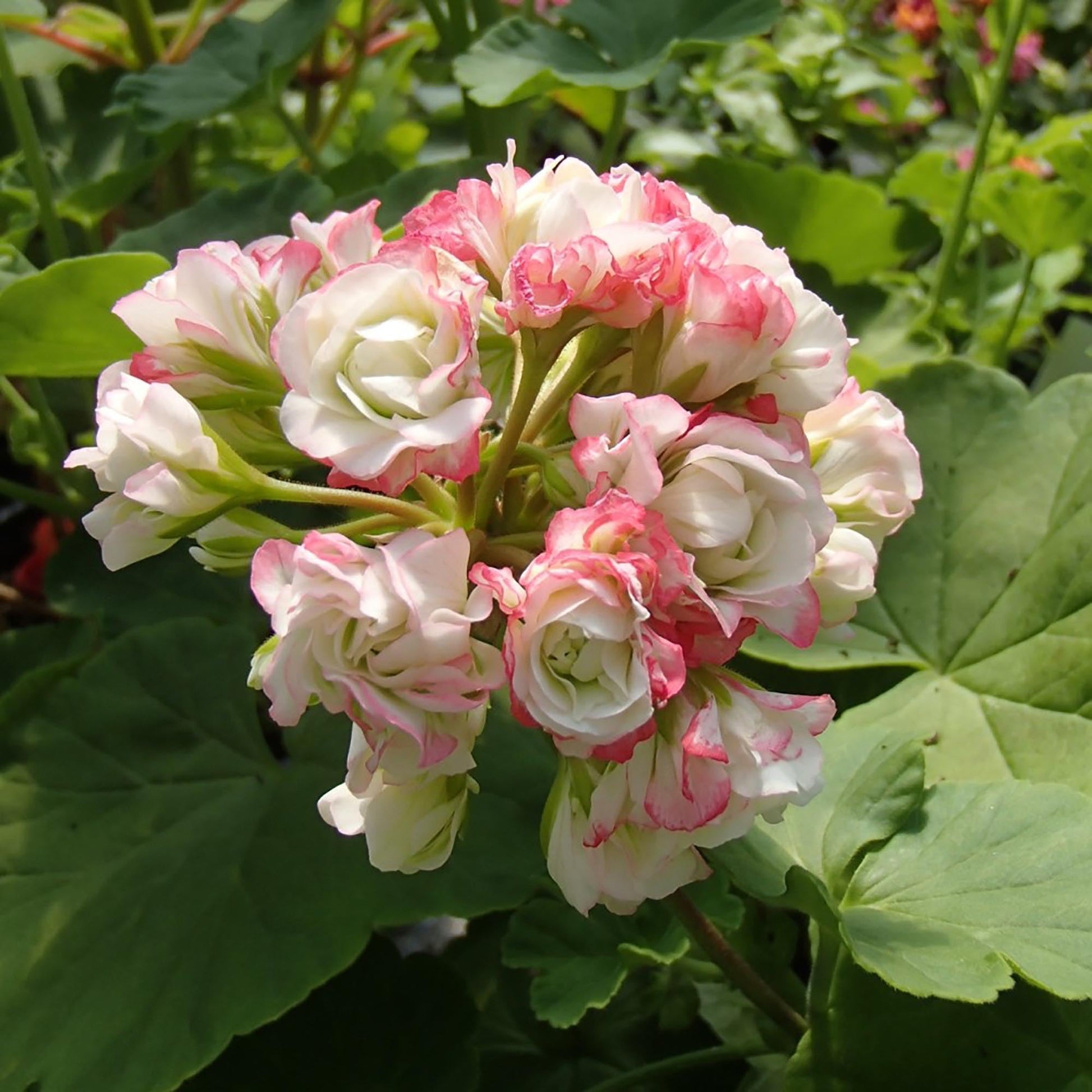 Close-up of apple blossom rosa & weiß geranium blumen